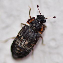 Micropeplus longipennis